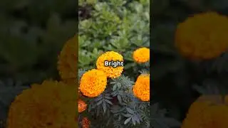 Top 10 Mosquito-Repellent Plants.