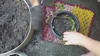 Vlog - Pintamos vasos para platas e fiz manuten&ccedil;&atilde;o em algimas plantas