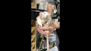 Adorable Dumbo Rats 🐀 #shorts