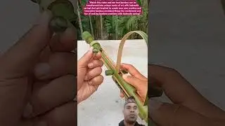 Making Bamboo Toys with Hydraulic Spring:A Creative DIY Project#bamboocreations #hydraulicspring#diy