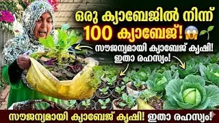 കാബേജ് തണ്ടിലെ ഈ അത്ഭുതം കണ്ടോ!! ഇനി ആരും കാബേജ് ചെടി പിഴുത് കളയല്ലേ 