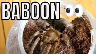 Hysterocrates laticeps - an ENORMOUS brown BABOON spider..watch your fingers!