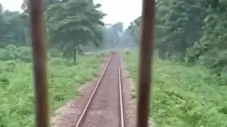Elephants in dooars train crossing