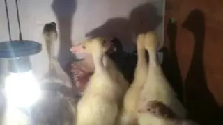Хозяйство