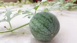 Grow watermelon with Hydroponics | Local Farms