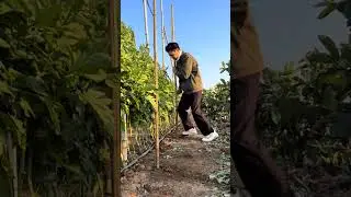 tomato 🍅 bamboo fencing techniques #farming #smartwork #smartfarming #shorts