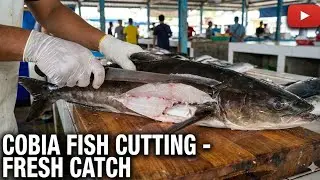 Amazing Cobia Fish Cutting Skills! 🔪 Giant Fresh Catch