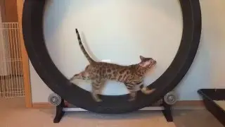 Bengal Cat Using One Fast Cat Exercise Wheel