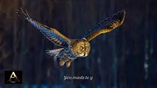 What's The Point of Me Being Here [Lyric Video]