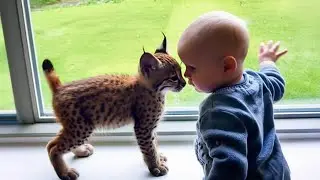 Baby and Bobcat Kitten Grow Up Together and Their Gentle Bond Will Melt Your Heart