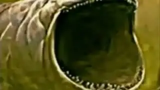 a. - Bloop Fish