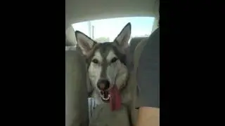 Lad Return from Animal hospital, Day 0