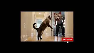 Cat Gets Insane Jump Scare Reaction 😱#CatPrank #FunnyCatReaction #SiameseCat