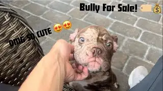 Merle Exotic Bully Puppies For Sale!! 📲🏷️ | Next Level Bulls! Exclusive Pedigree 🏆
