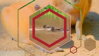 Capybara Facts - The Largest Living Rodent