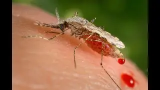 Pest Control Exterminator Home Pest Prevention Clayton nc