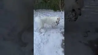 #husky #germanshepherd #wolf #dog #pets #happy #running #snow #winter #soccer #ball #chase #exercise
