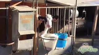 bovini da latte: quali sono le difficoltà e cosa cambiare negli allevamenti