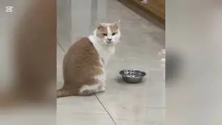 Funny videos about cats and dogs 🥰🐶🙀😁#cat #cats #funnyvideos #funny #dogs #funnycats #animals 