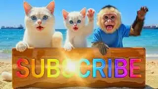 Brave Cat Leads Epic Animal Adventure