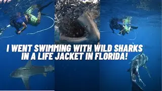 I went swimming with wild sharks in a life jacket!