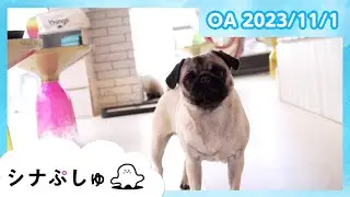 【赤ちゃんが喜ぶ】シナぷしゅ公式23/11/01│赤ちゃんが泣き止む・知育の動画