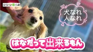 初めての犬の保育園.入園体験 ..  #222【犬のしつけ】【井東警察犬訓練所】【犬の保育園】