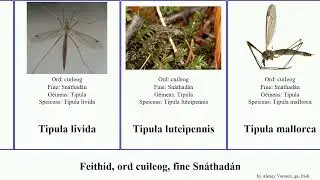 Feithid, ord cuileog, fine Sn&aacute;thad&aacute;n tipula insect mallorca ultima elegans cava tricolor viridis