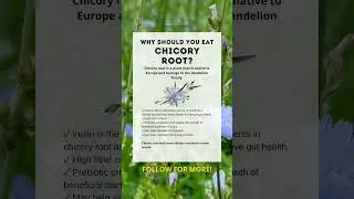 The Incredible Gut-Healing Benefits of Eating Chicory Root