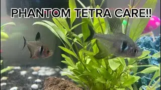Black phantom tetras care and more  (quick info)