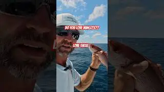 Are you with me?   #fishing #mimgosnapper #vermillionsnapper #fish