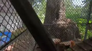 I Met Val Castor Storm Chaser, And Rattlesnake On The Road Bullsnake In The Chicken Run