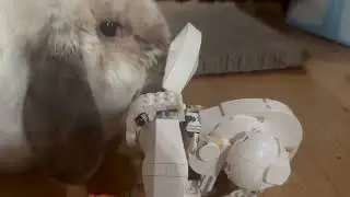 Grumpy bunny hates LEGO