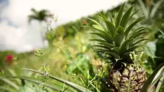 Thomson Cruises - destination Dominica