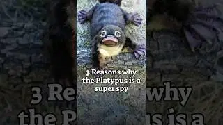 3 Reasons why the Platypus is a Super Spy