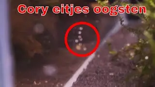 How to: Corydoras eitjes oogsten en uit laten komen