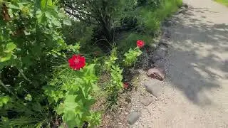 Walking to Fontana, WI on Path around Geneva Lake