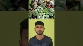 Benefits of Indian fruit #swaroopfacts #health  #singhara (water chestnut)