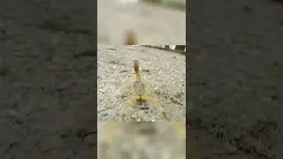 Yellow Scorpion and its Nocturnal Habits