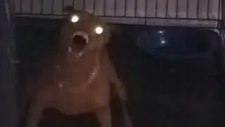 Angry Mini Pinscher Dog