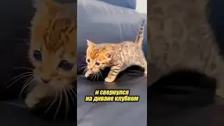 Котенок с улицы оказался не простым 😱😅