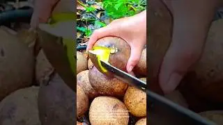 Amazing tropical fruit: cutting and prep