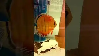 Coppie di Discus nel nuovo negozio!