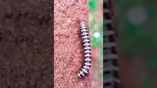 Millipede Part - 28 #short