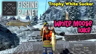 Trophy White Sucker White Moose Lake - Fishing Planet