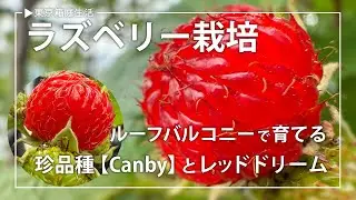 【ルーフバルコニー活用】珍品種ラズベリー