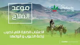 موعد الفلاح - الأعشاب الضارة التي تصيب زراعة الحبوب و أنواعها