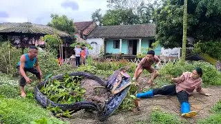 GIANT Snake Coelognathus radiata lurks in its burrows waiting for its prey. Hunters Discovered It