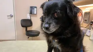 🏠 Bringing a Dog from the United States to Japan - Return to Japan