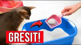 Nu face niciodată aceste greșeli cu LITIERA PISICII până nu afli asta.
